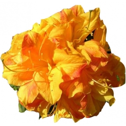 Azalia Klondyke złotożółte Azw15