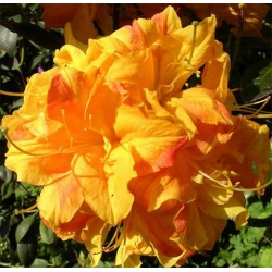 Azalia  Klondyke złotożółte Azw15