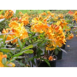 Azalia  Klondyke złotożółte Azw15