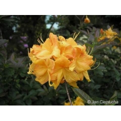 Azalia  Klondyke złotożółte Azw15