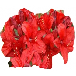 Azalia Nabucco czerwone Azw18