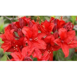 Azalia Nabucco czerwone Azw18