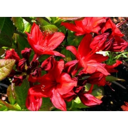 Azalia Nabucco czerwone Azw18