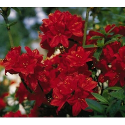 Azalia Nabucco czerwone Azw18