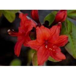 Azalia Nabucco czerwone Azw18