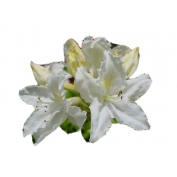 Azalia Oxydol białe Azw16