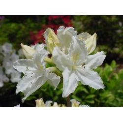 Azalia Oxydol białe Azw16
