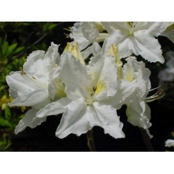 Azalia Oxydol białe Azw16