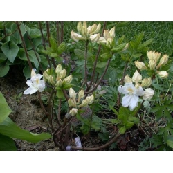 Azalia Oxydol białe Azw16