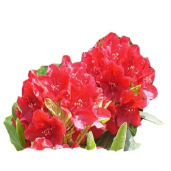 Azalia Parkfeuer czerwone Azw17