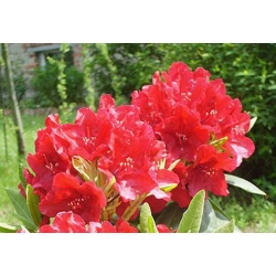 Azalia Parkfeuer czerwone Azw17