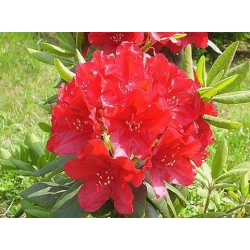 Azalia Parkfeuer czerwone Azw17