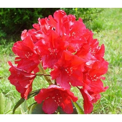 Azalia Parkfeuer czerwone Azw17