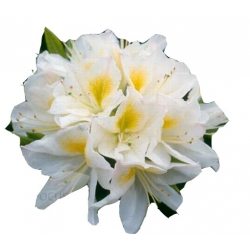 Azalia Persil białe Azw19