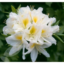 Azalia Persil białe Azw19