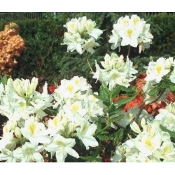 Azalia Persil białe Azw19