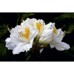 Azalia Persil białe Azw19