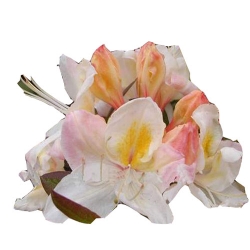 Azalia Silver slipper śmietankowobiałe Azw22