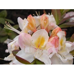 Azalia Silver slipper śmietankowobiałe Azw22