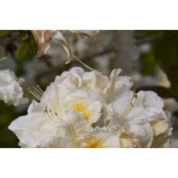 Azalia Silver slipper śmietankowobiałe Azw22