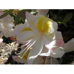 Azalia Silver slipper śmietankowobiałe Azw22