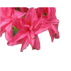 Azalia Tunis malinowoczerwone Azw25