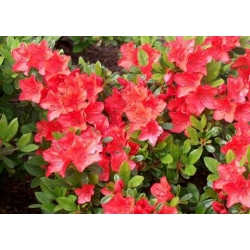 Azalia Tunis malinowoczerwone Azw25