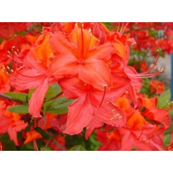 Azalia Tunis malinowoczerwone Azw25