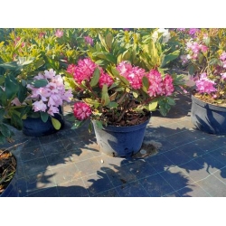 rododendrony 35 L, rhododendrons 35 container