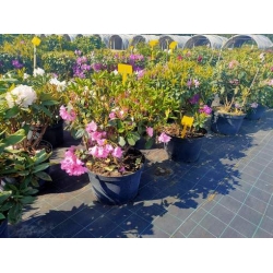 rododendrony 35 L, rhododendrons 35 container