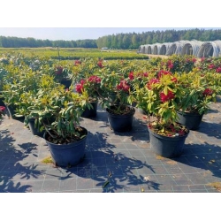 rododendrony 35 L, rhododendrons 35 container