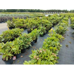 rododendrony 35 L, rhododendrons 35 container