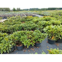 rododendrony 35 L, rhododendrons 35 container