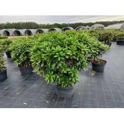 rododendrony 35 L, rhododendrons 35 container