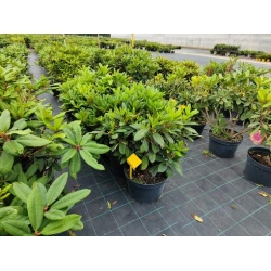 rododendrony 35 L, rhododendrons 35 container