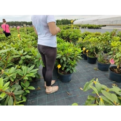 rododendrony 35 L, rhododendrons 35 container