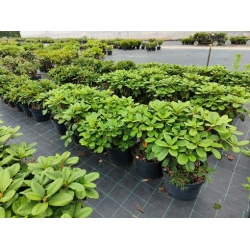 rododendrony 35 L, rhododendrons 35 container