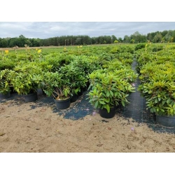 rododendrony 35 L, rhododendrons 35 container