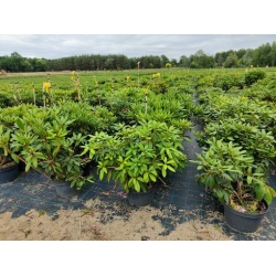 rododendrony 35 L, rhododendrons 35 container