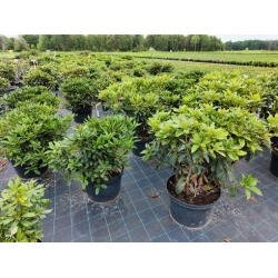 rododendrony 35 L, rhododendrons 35 container