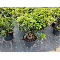 rododendrony 35 L, rhododendrons 35 container