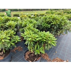 rododendrony 35 L, rhododendrons 35 container