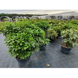 rododendrony 35 L, rhododendrons 35 container