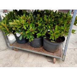 rododendrony 35 L, rhododendrons 35 container