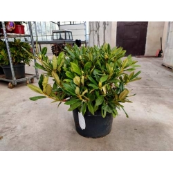 rododendrony 35 L, rhododendrons 35 container