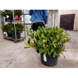 rododendrony 35 L, rhododendrons 35 container