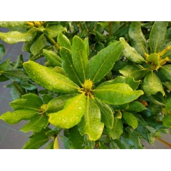rododendrony 35 L, rhododendrons 35 container