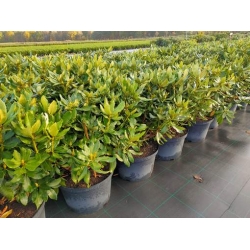rododendrony 35 L, rhododendrons 35 container