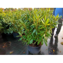 rododendrony 35 L, rhododendrons 35 container