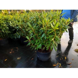 rododendrony 35 L, rhododendrons 35 container